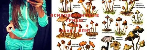 дмт Пересвет